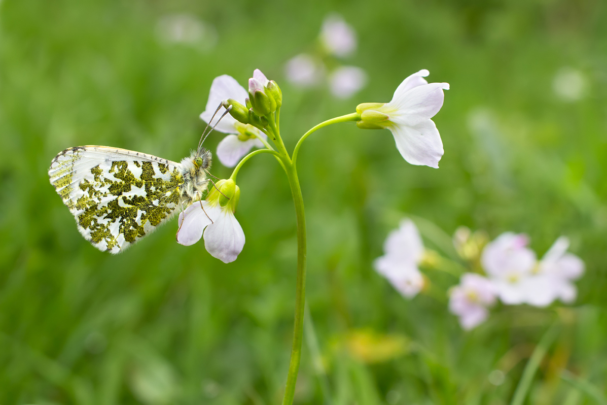 Orange Tip 2